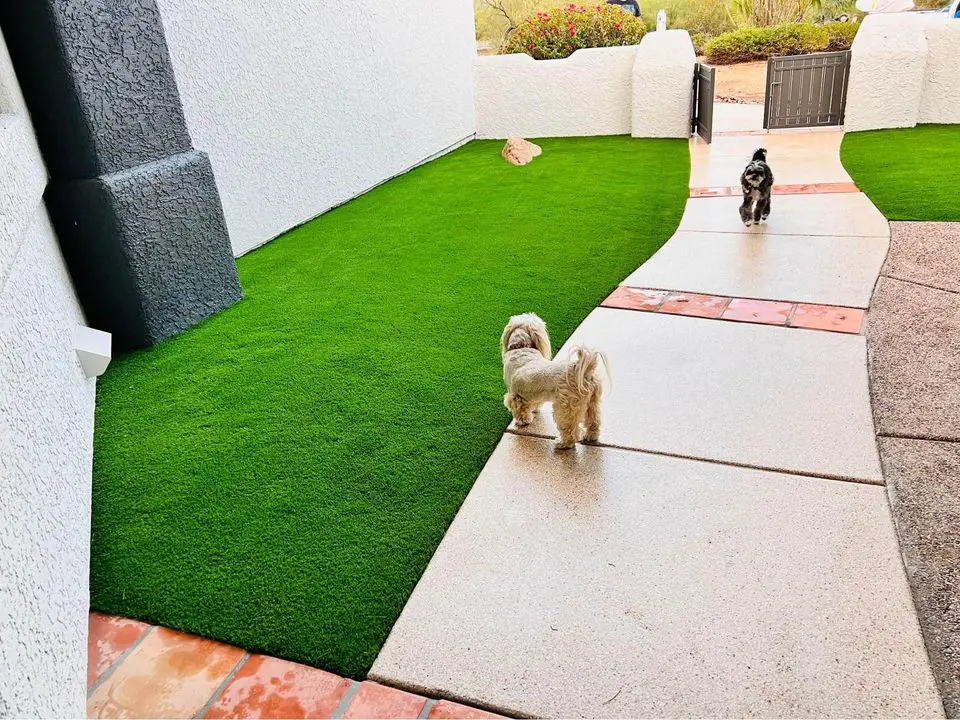 Two small dogs stand on a wet concrete path next to a well-manicured lawn, showcasing the benefits of pet-friendly artificial grass. One dog is near the foreground, facing away, while another is further down the path, looking towards the first dog. White walls and a black metal gate complete this serene Queen Creek AZ setting.