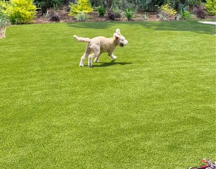 A fluffy, light-colored dog joyfully runs across a vibrant green lawn on a sunny day. The Goodyear landscape features a mix of greenery and bushes, showcasing the benefits of synthetic grass in AZ.